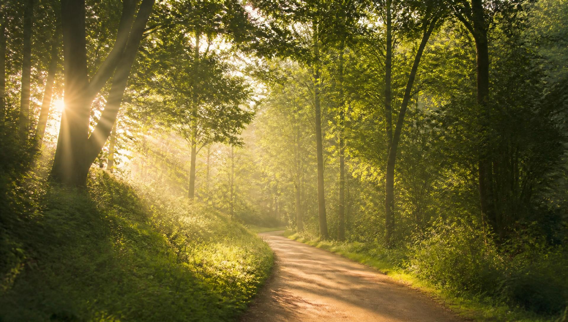 Sunlight breaking through trees over a quiet walking path